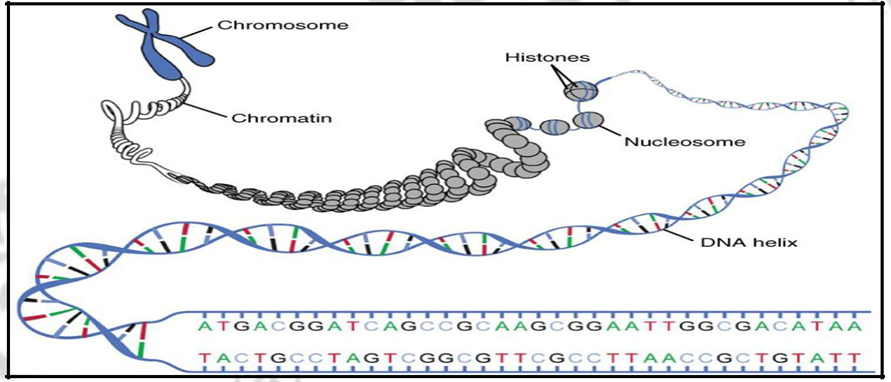 Introduction to Human Genetics – Physical and Biological : Anthropology