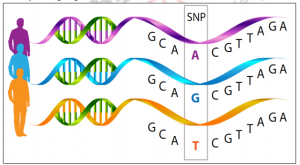 Genetic Polymorphism – Human population genetics