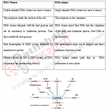 DNA and RNA Viruses – Structure and function of biomolecules (lipids ...