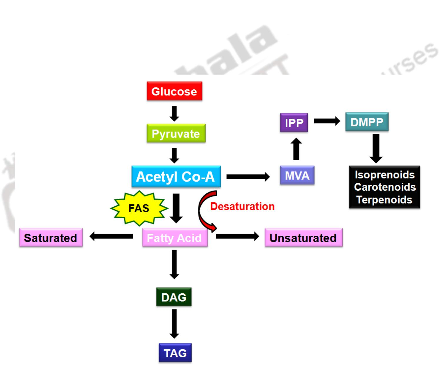 Biosynthesis of Lipids III – Lipid metabolism