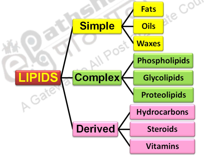 Types of Lipids I – Lipid metabolism