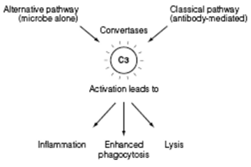 Complement System-I – Immunology