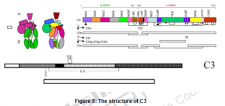 Complement System-I – Immunology