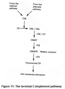 Complement System-I – Immunology