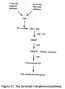 Complement System-I – Immunology