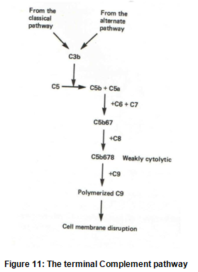 Complement System-I – Immunology