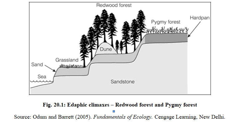 Ecological Succession – Part 2 – Ecosystem structures & functions