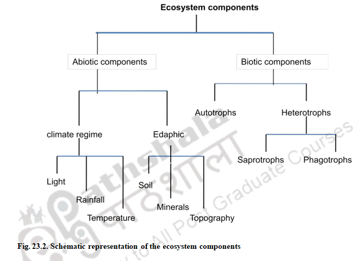 Ecosystem Structure and Functions – Ecosystem structures & functions