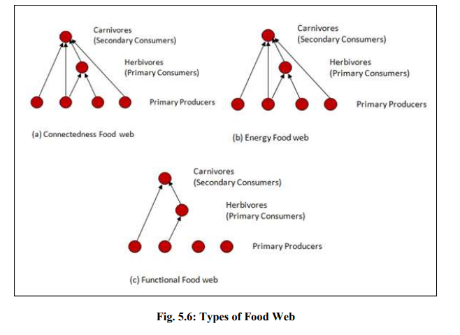 Food chains and Food webs – Ecosystem structures & functions Biology Diagrams