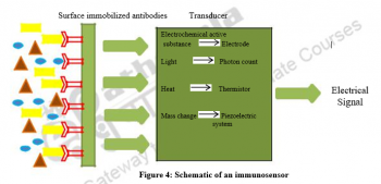 Biosensors: An Introduction – Environmental Microbiology & Biotechnology