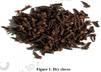 Clove: Processing and Drying – Technology of spices and condiments